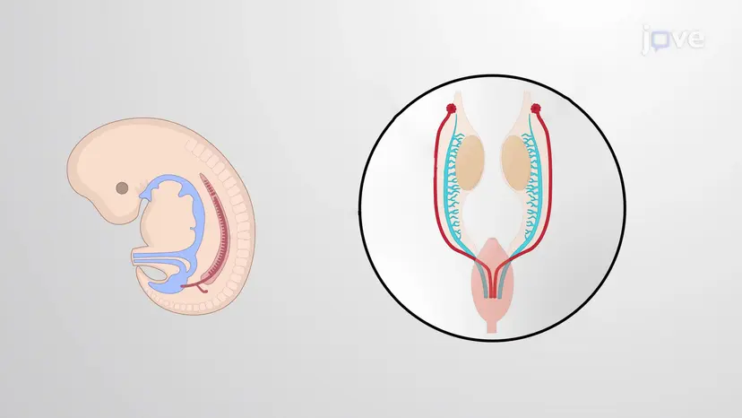 Das Y-Chromosom bestimmt die Männlichkeit