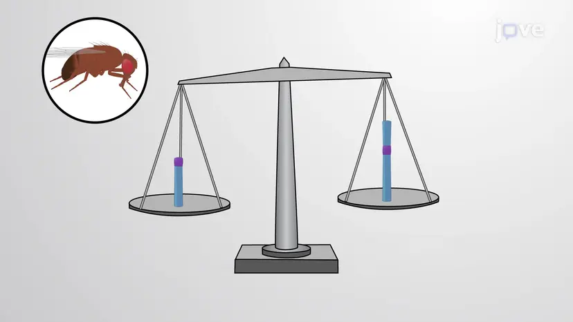 Das Verhältnis von X-Chromosom zu Autosomen