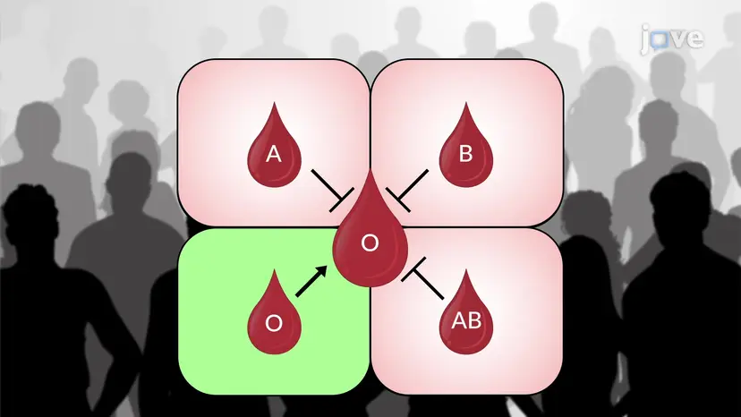 Bluttransfusion und Agglutination
