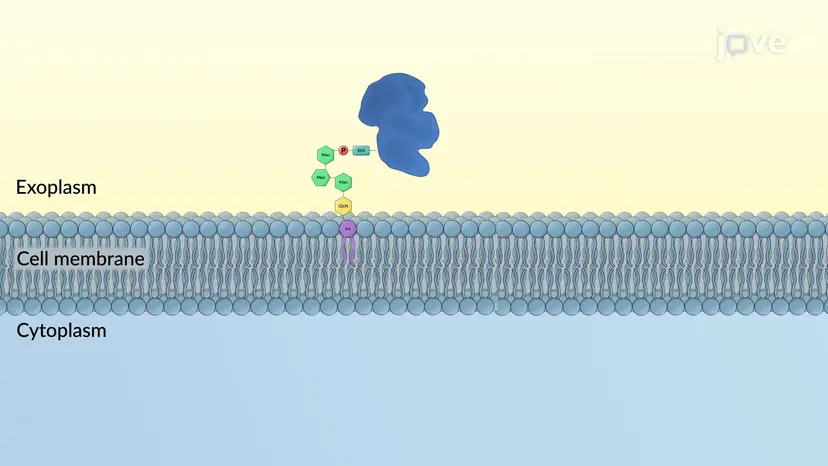 Glypiation des protéines dans le réticulum endoplasmique