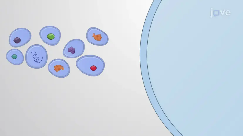 Visión general sobre los exosomas