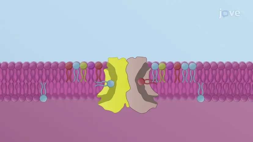 Assemblage de la bicouche lipidique dans le RE