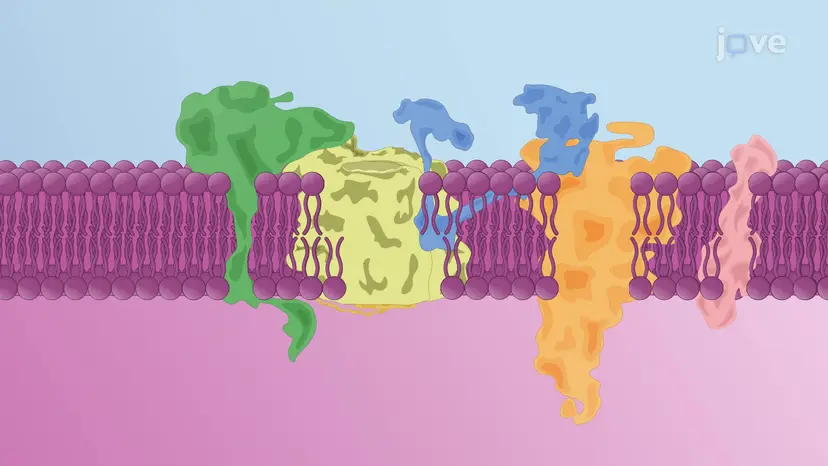 Machinerie de la translocation des protéines sur la membrane du RE