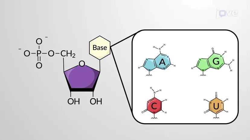 RNA Yapısı