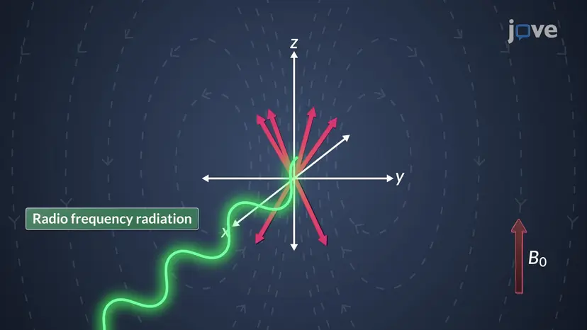 Núcleos Atómicos: Procesos de Relajación Nuclear