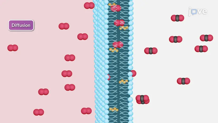 Évaluation de la diffusion et de la perfusion