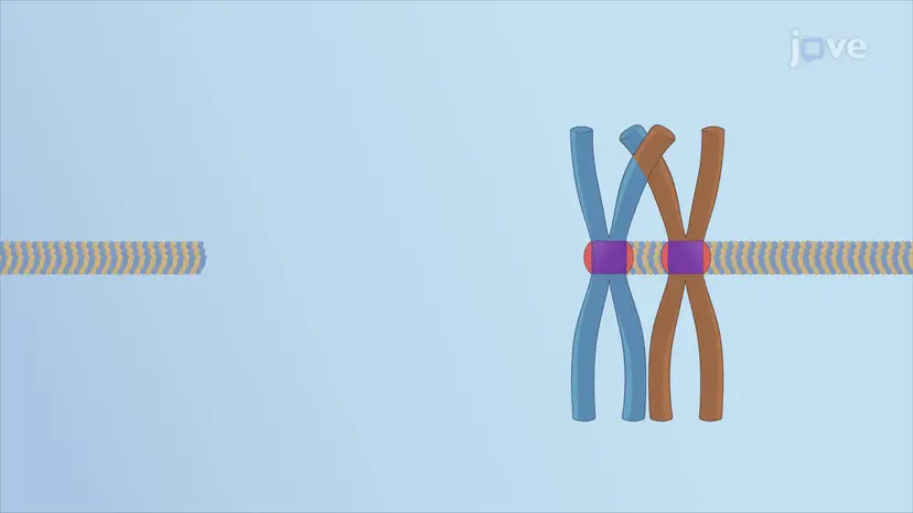 비분리(Nondisjunction)