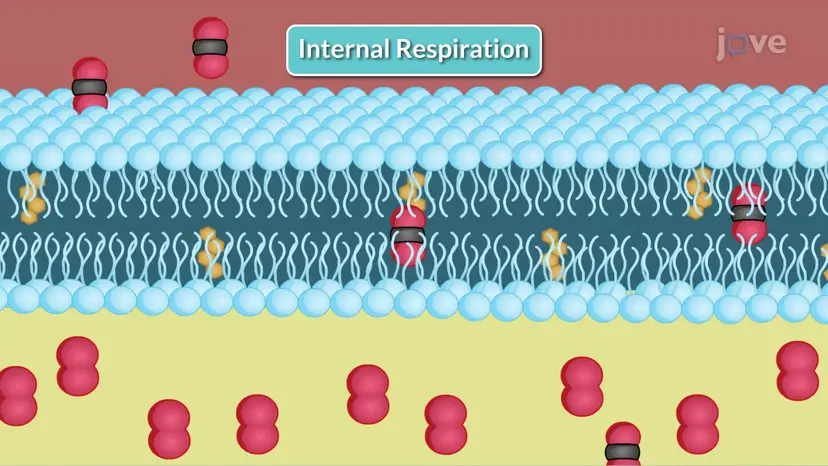 Respiration et échanges gazeux