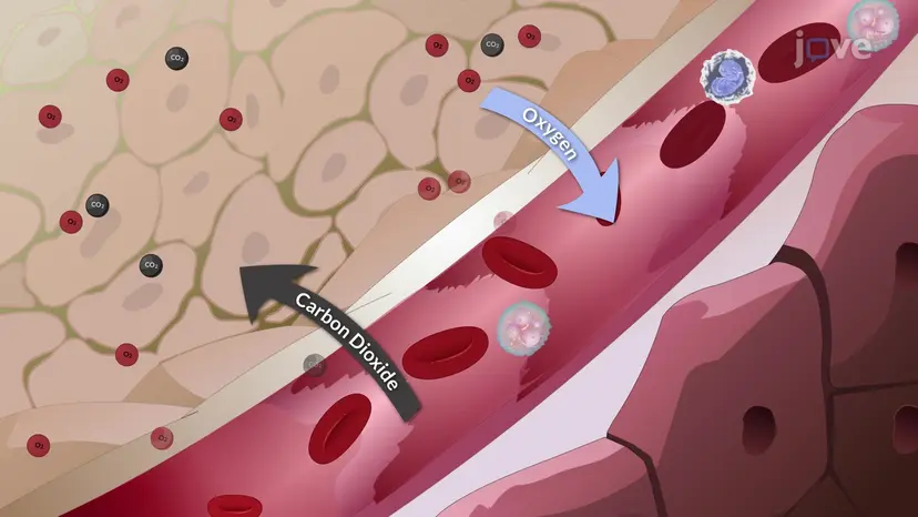 Mécanisme de la respiration III : les muscles accessoires