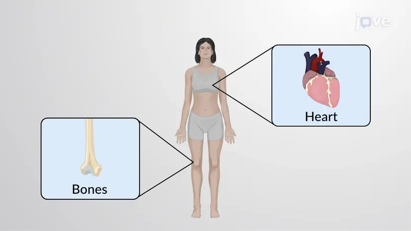 Vue d’ensemble de l’anatomie et de la physiologie