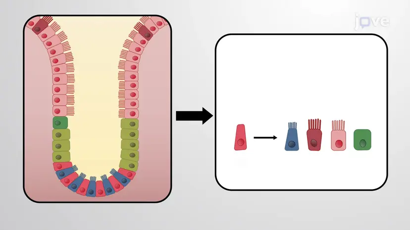 Role Of Notch Signalling In Intestinal Stem Cell Renewal