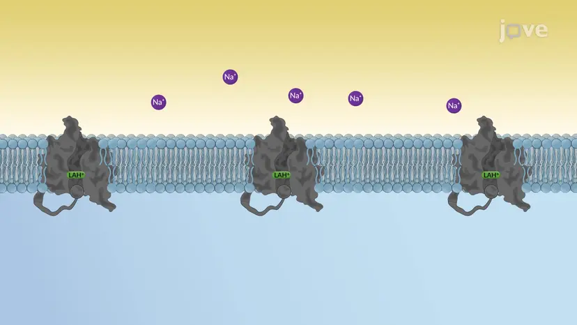 Local Anesthetics: Mechanism of Action