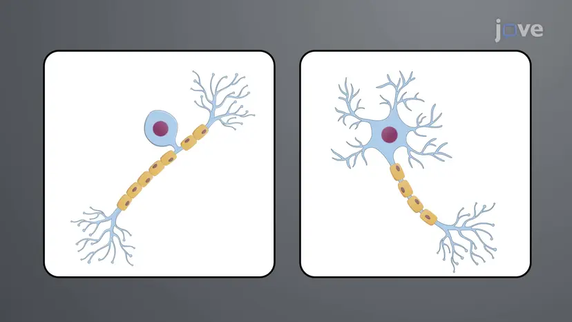 Local Anesthetics: Differential Sensitivity of Nerve Fibers