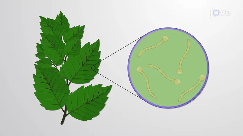 적응면역(adaptive immunity)에 관여하는 항원