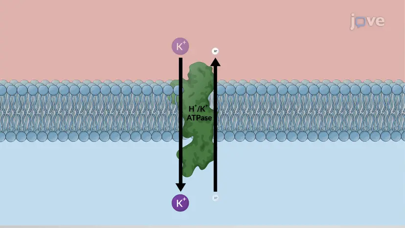Acid Suppressive Drugs for Peptic Ulcer Disease: Histamine H2-Receptor Antagonists