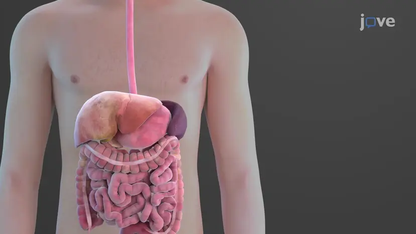 Lipídios: Fontes e requisitos dietéticos