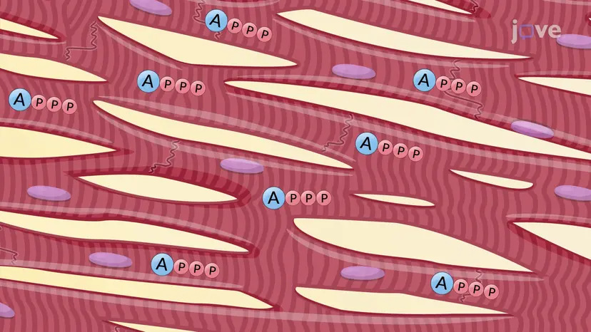 Visão geral do metabolismo lipídico