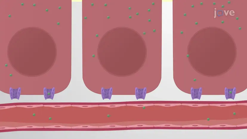 Absorção de proteínas