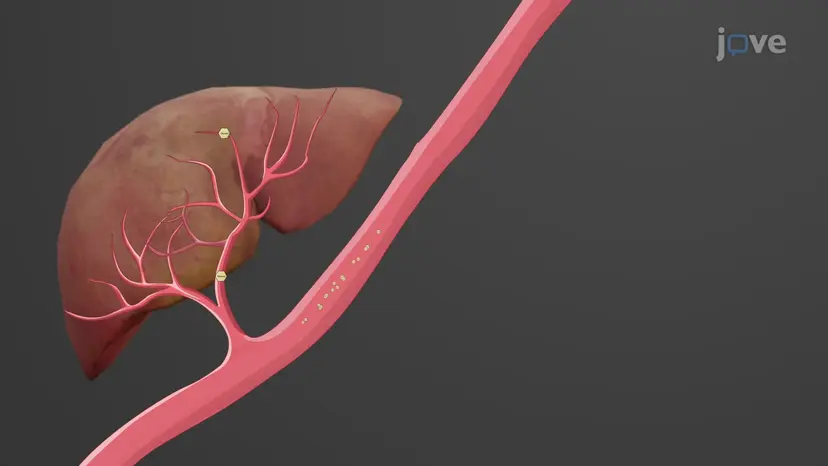 Estados metabólicos do corpo: o estado pós-absortivo