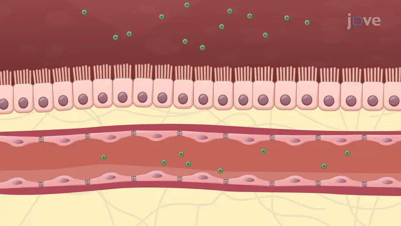 약물 흡수 메커니즘: paracellular, transcellular, and vesicular transport (약물 흡수 메커니즘: paracellular, transcellular, and vesicular transport)