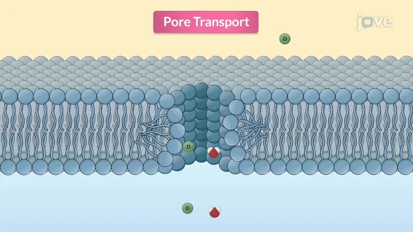 Pore Transport 및 Ion-Pair Transport