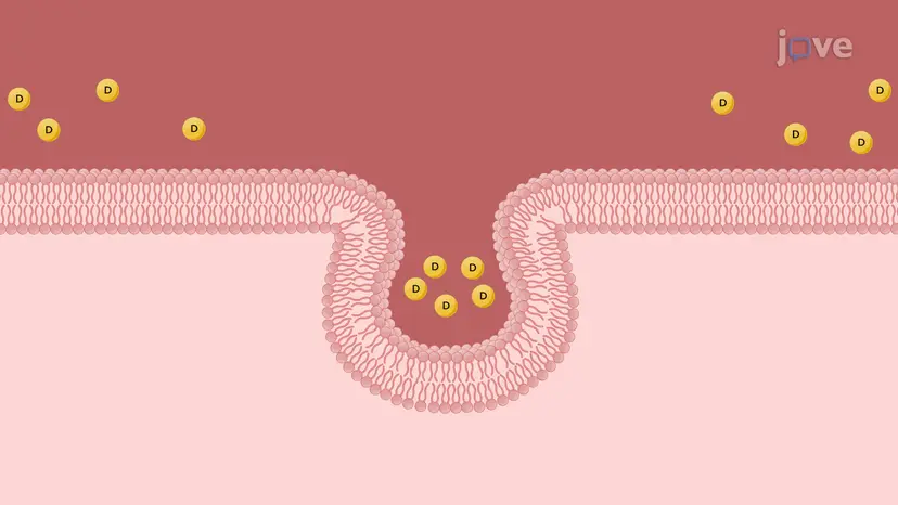 Vesicular Trasport: Endocytosis, Transcytosis 및 Exocytosis(소포성 트레이스포트: 세포내이입, 경세포작용 및 외포작용)