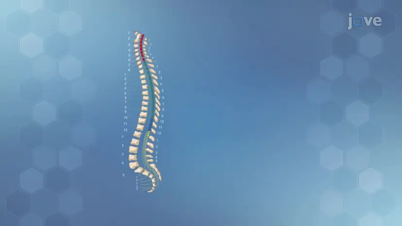 척수