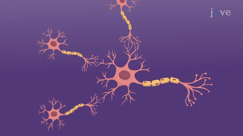 Biological Causes of Schizophrenia